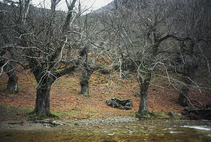Castanea sativa (2)